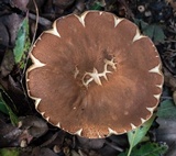Gyroporus castaneus image