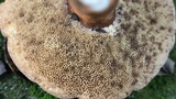 Gyroporus castaneus image