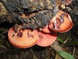 Fistulina hepatica image