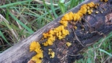 Dacryopinax spathularia image