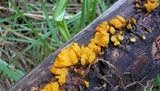 Dacryopinax spathularia image