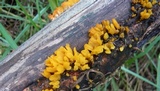 Dacryopinax spathularia image