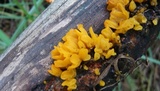 Dacryopinax spathularia image