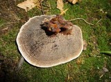Coltricia montagnei var. greenei image