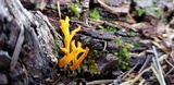 Calocera viscosa image