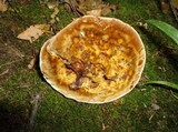 Coltricia montagnei image