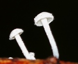 Tetrapyrgos nigripes image