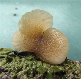 Hohenbuehelia fluxilis image