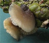 Hohenbuehelia fluxilis image