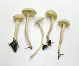 Hygrocybe russocoriacea image
