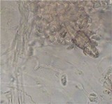Hohenbuehelia fluxilis image