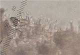 Hohenbuehelia fluxilis image