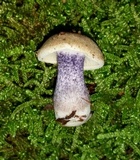 Entoloma tjallingiorum image