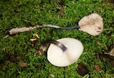 Entoloma tjallingiorum image