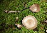 Entoloma tjallingiorum image