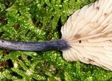 Entoloma tjallingiorum image