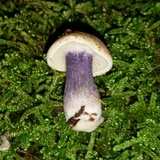 Entoloma tjallingiorum image