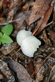 Cuphophyllus virgineus image