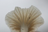 Cuphophyllus virgineus image