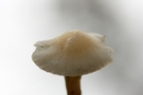 Cuphophyllus virgineus image