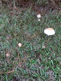 Amanita persicina image