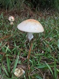 Amanita persicina image