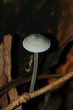 Mycena subcaerulea image
