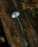 Mycena subcaerulea image