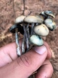 Psilocybe mairei image