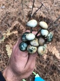 Psilocybe mairei image