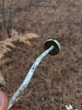 Psilocybe mairei image