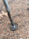 Psilocybe mairei image