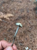 Psilocybe mairei image