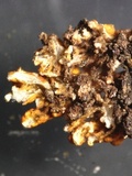 Xanthoria elegans image