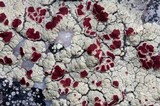 Ophioparma ventosa image