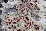 Ophioparma ventosa image