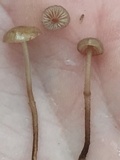 Mycetinis scorodonius image