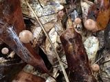 Mycetinis scorodonius image