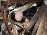 Mycetinis scorodonius image