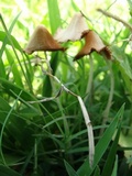 Conocybe apala image