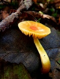 Hygrocybe insipida image