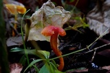 Hygrocybe insipida image