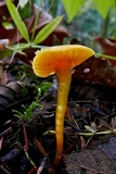Hygrocybe insipida image