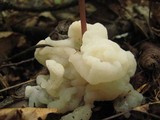 Helvellosebacina concrescens image