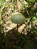 Panaeolus cyanescens image