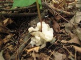 Helvellosebacina concrescens image