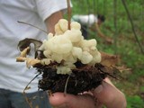 Helvellosebacina concrescens image