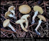 Suillus cothurnatus image