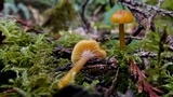 Hygrocybe laeta var. laeta image