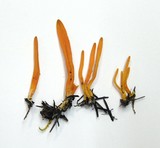 Clavulinopsis laeticolor image